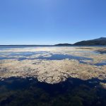 Alghe nella laguna di Orbetello
