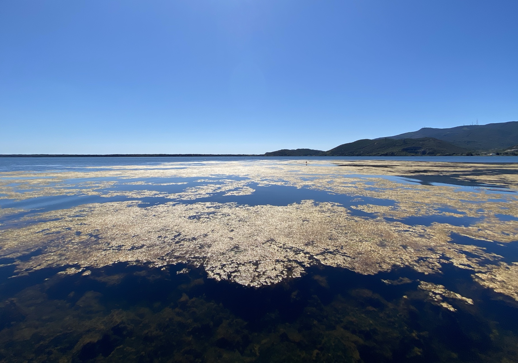 Alghe nella laguna di Orbetello