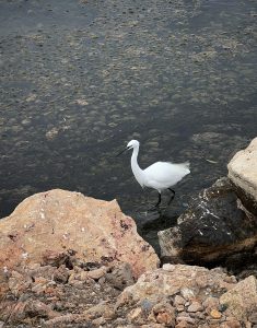 Fauna della laguna