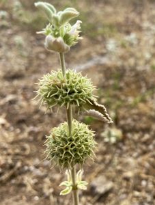 Vegetazione Parco