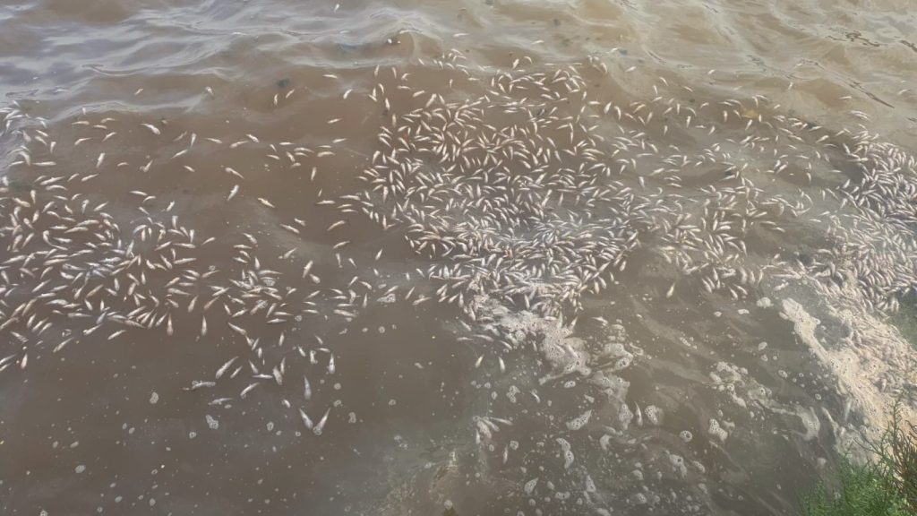 Pescetti in laguna