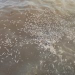 Pescetti in laguna