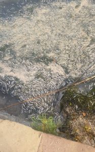 Pesci morti nella laguna di Orbetello