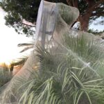 Ragnatele in laguna