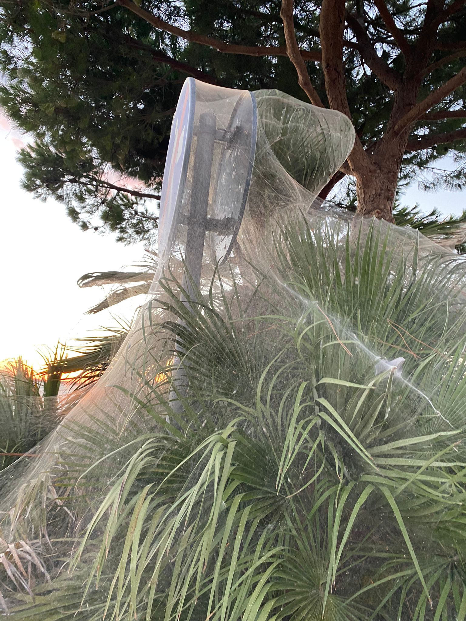 Ragnatele in laguna