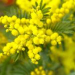 Mimosa - La giornata internazionale della donna