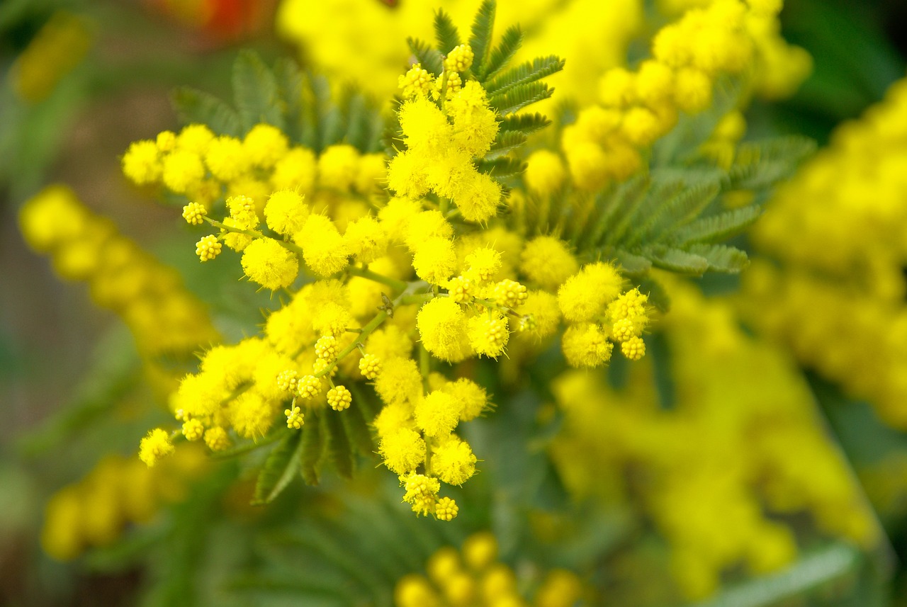 Mimosa - La giornata internazionale della donna